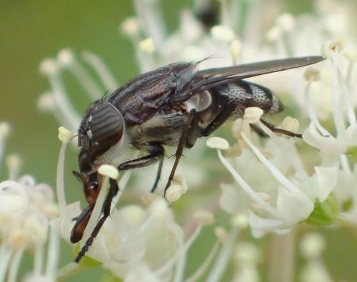 Stomorhina lunata